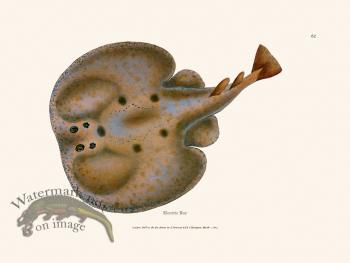 062 Electric Ray